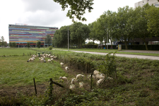 806173 Gezicht op een weiland met schapen langs de Weg tot de Wetenschap te Utrecht, met op de achtergrond het gebouw ...